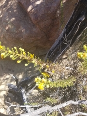 Deinandra minthornii