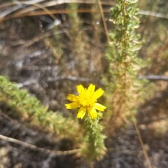 Deinandra minthornii