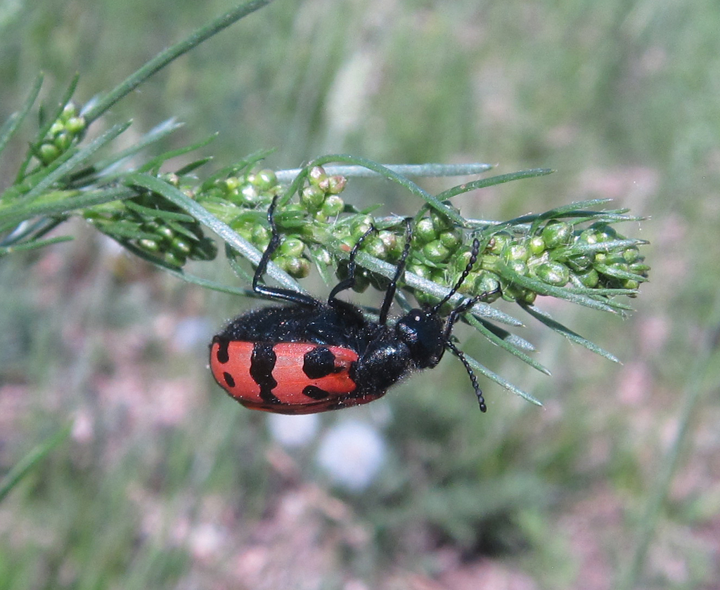 Mylabris speciosa