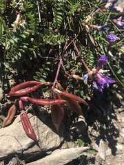 Oxytropis montana