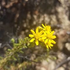 Deinandra minthornii