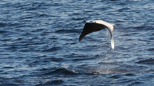 Bentfin devil ray (Mobula thurstoni) — Myliobatidae — 4