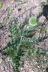 Echinops latifolius