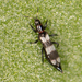 Banded Thrips - Photo no rights reserved, uploaded by Jesse Rorabaugh