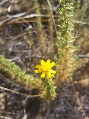 Deinandra minthornii