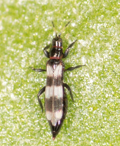 Banded thrip