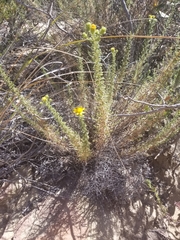 Deinandra minthornii