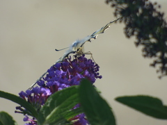 Iphiclides podalirius