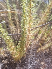 Deinandra minthornii