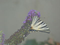 Iphiclides podalirius
