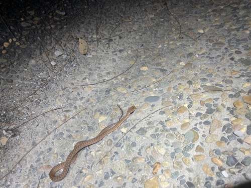 Brown Tree Snake sighting