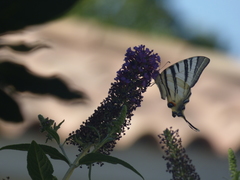 Iphiclides podalirius