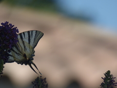 Iphiclides podalirius