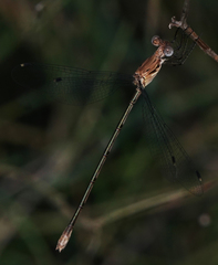 Lestes sigma