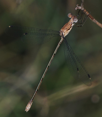Lestes sigma