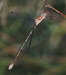 Lestes sigma