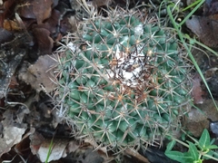 Coryphantha elephantidens