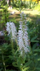 Veronicastrum