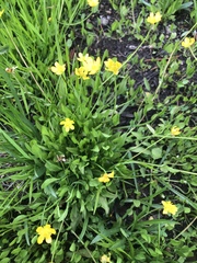 Ranunculus alismifolius