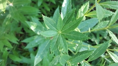 Veronicastrum
