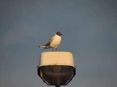 Chroicocephalus ridibundus