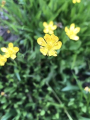 Ranunculus alismifolius