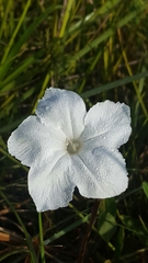Ruellia noctiflora
