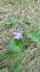 Viola novae-angliae