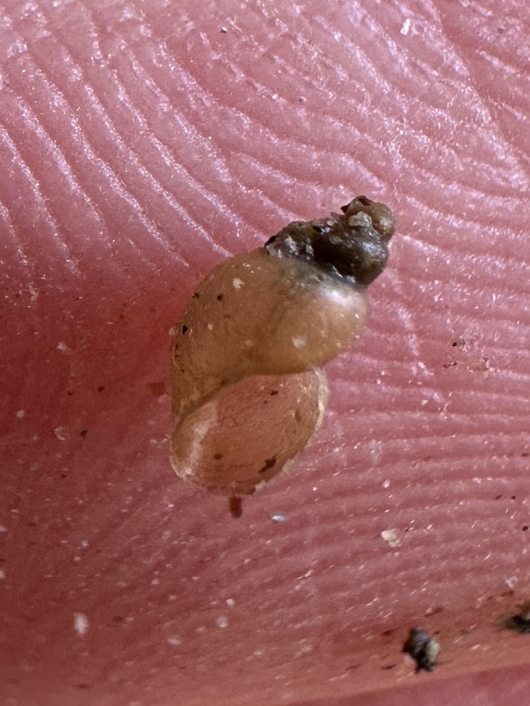 Marsh Fossaria