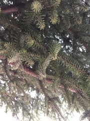 Abies pinsapo