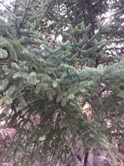 Abies pinsapo