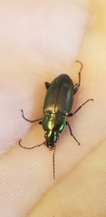 Poecilus chalcites