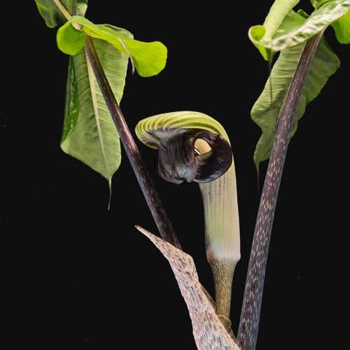 Arisaema ringens (Thunb.) Schott