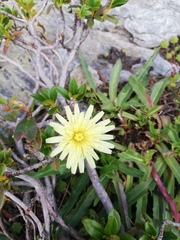 Schlagintweitia intybacea