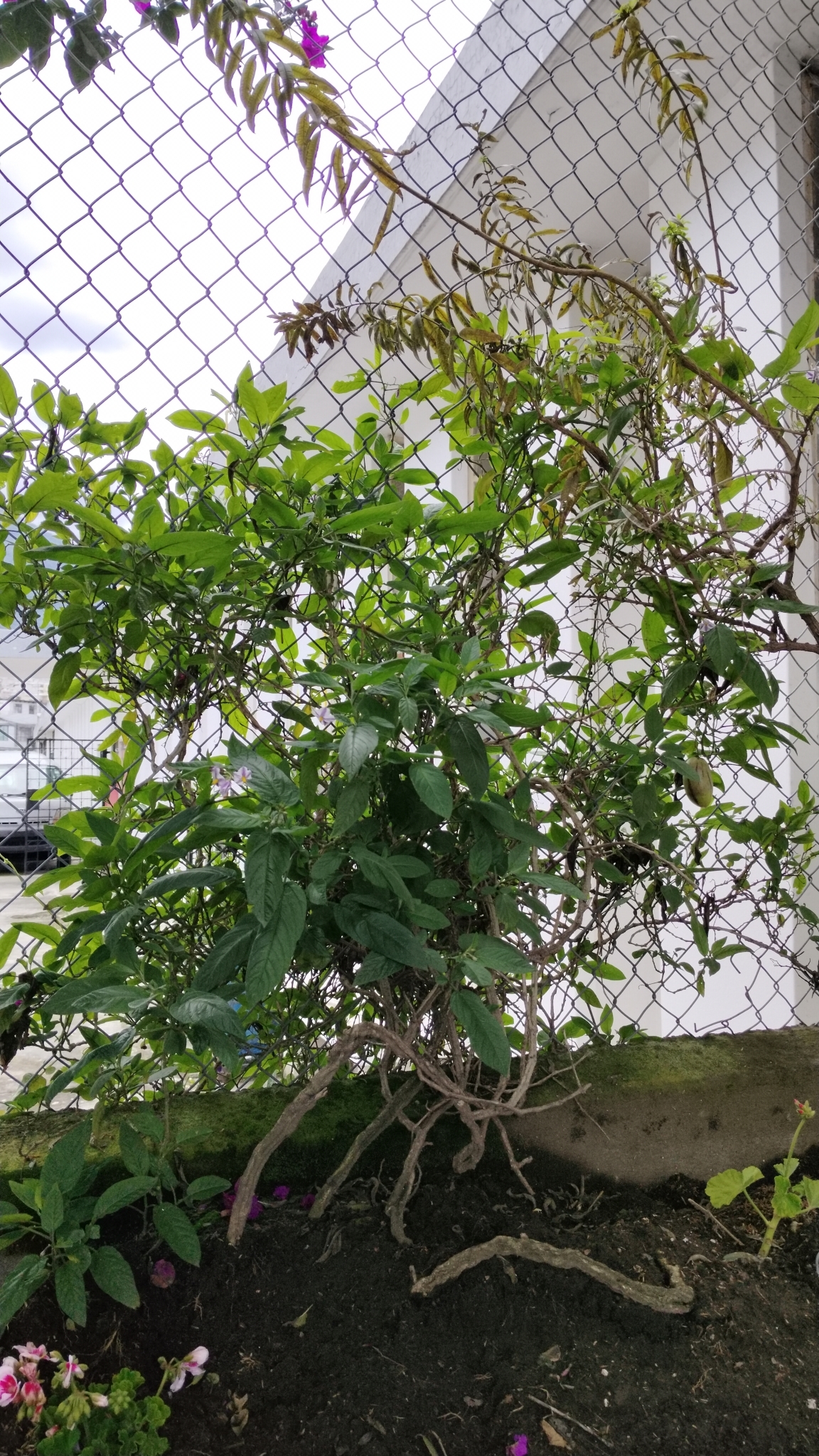Imagem de Pepino-do-mar