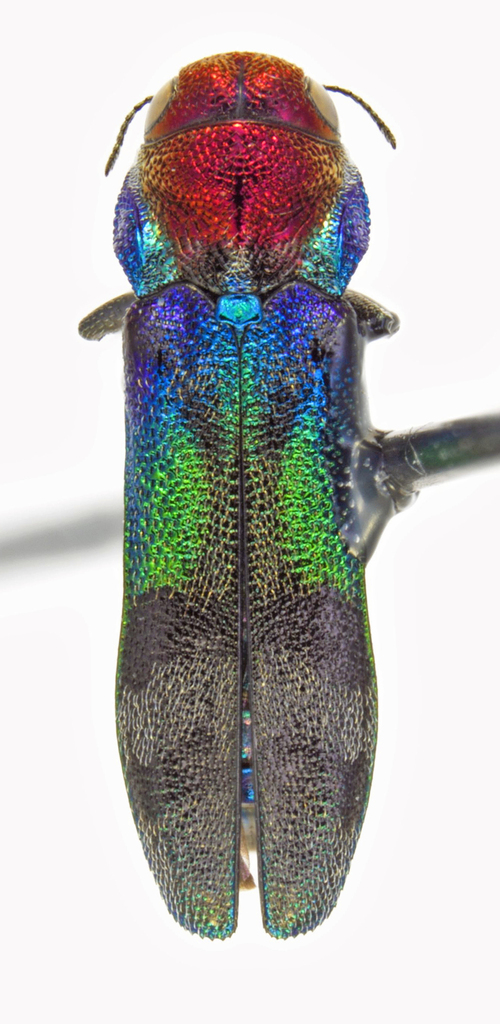 Pseudagrilus scintillans