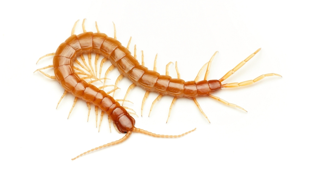 Fire Centipede