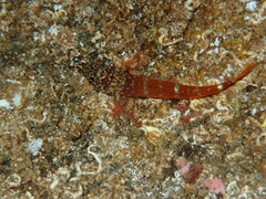 Tripterygion melanurus