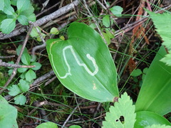 Liriomyza smilacinae