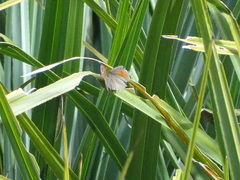 Cassionympha cassius