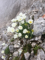 Papaver alpinum