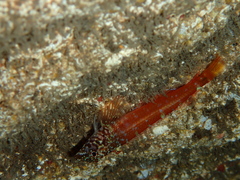 Tripterygion melanurus