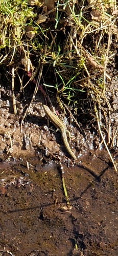 Viviparous Lizard, Schipborg, Nederland, photo 10 of 10