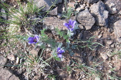 Pulsatilla tenuiloba