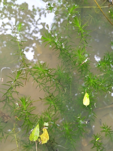 Hydrilla verticillata iNat (3)
