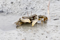 Macrophthalmus japonicus