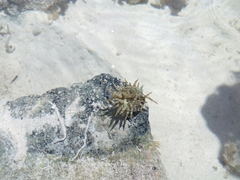 Isoaulactinia stelloides