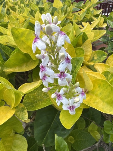Pseuderanthemum maculatum observed 2025-03-21