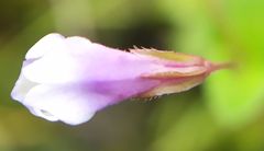 Torenia anagallis