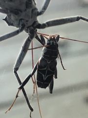 Neoclytus